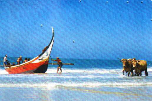 Fichier:art xávega.jpg