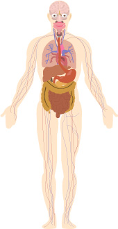 Corpo humano orgaos.jpg
