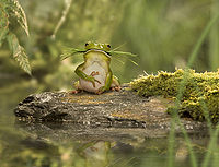 Imagem1 Jeffrey Vanhoutte.jpg