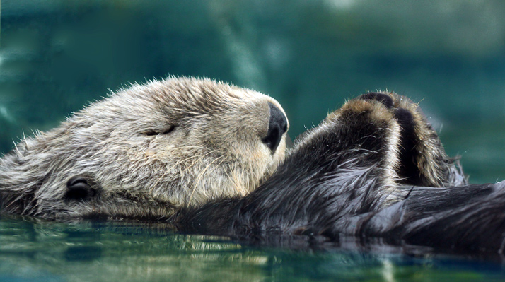 Ficheiro:Sea-otter.jpg