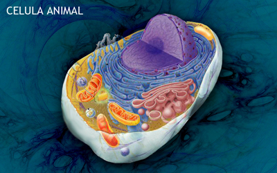 Celula anim1.jpg