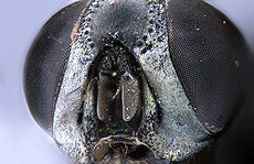 Pauloneves macro2.jpg