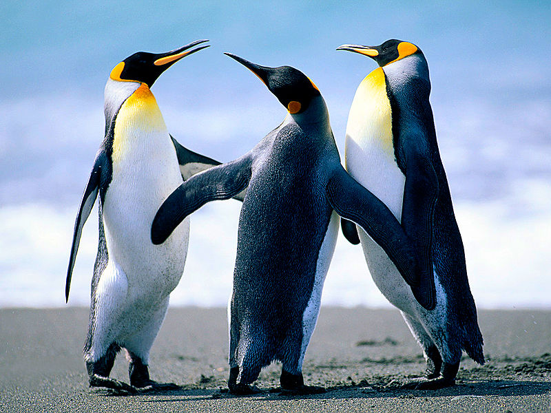 Ficheiro:Penguins.jpg