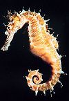 220px-Hippocampus.jpg