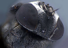 Pauloneves macro1.jpg