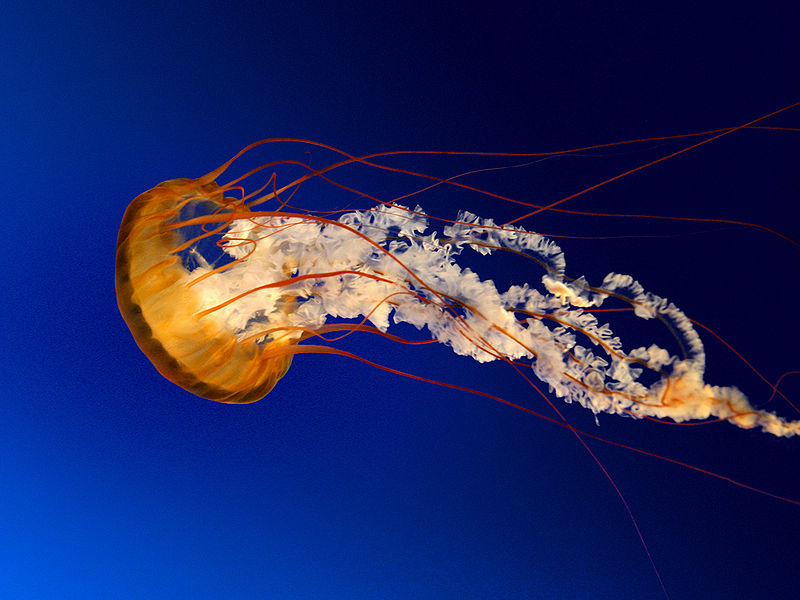 Ficheiro:Jellyfish.jpg